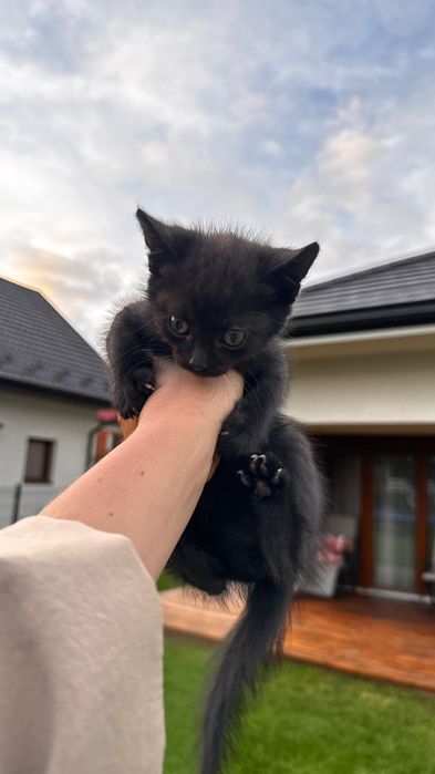Oddam kotki w dobre ręce
