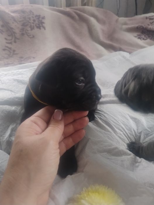 Щенки Кане корсо