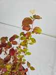 Dereń świdwa Midwinter Fire 50 cm donica 2L
