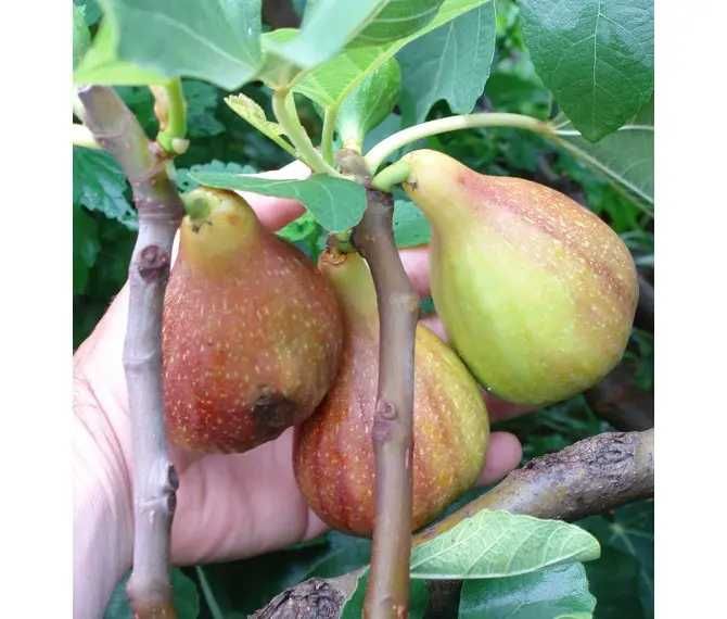 Саджанці хурми, ківі, інжир, актинідії, гранат, мигдаль,мушмула,фундук