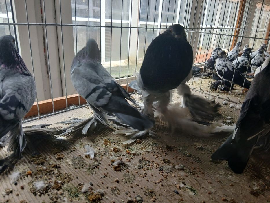 Garłacze Pomorskie szymel tygrysie