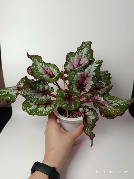 Maria Plants Begonia Alaska Greek