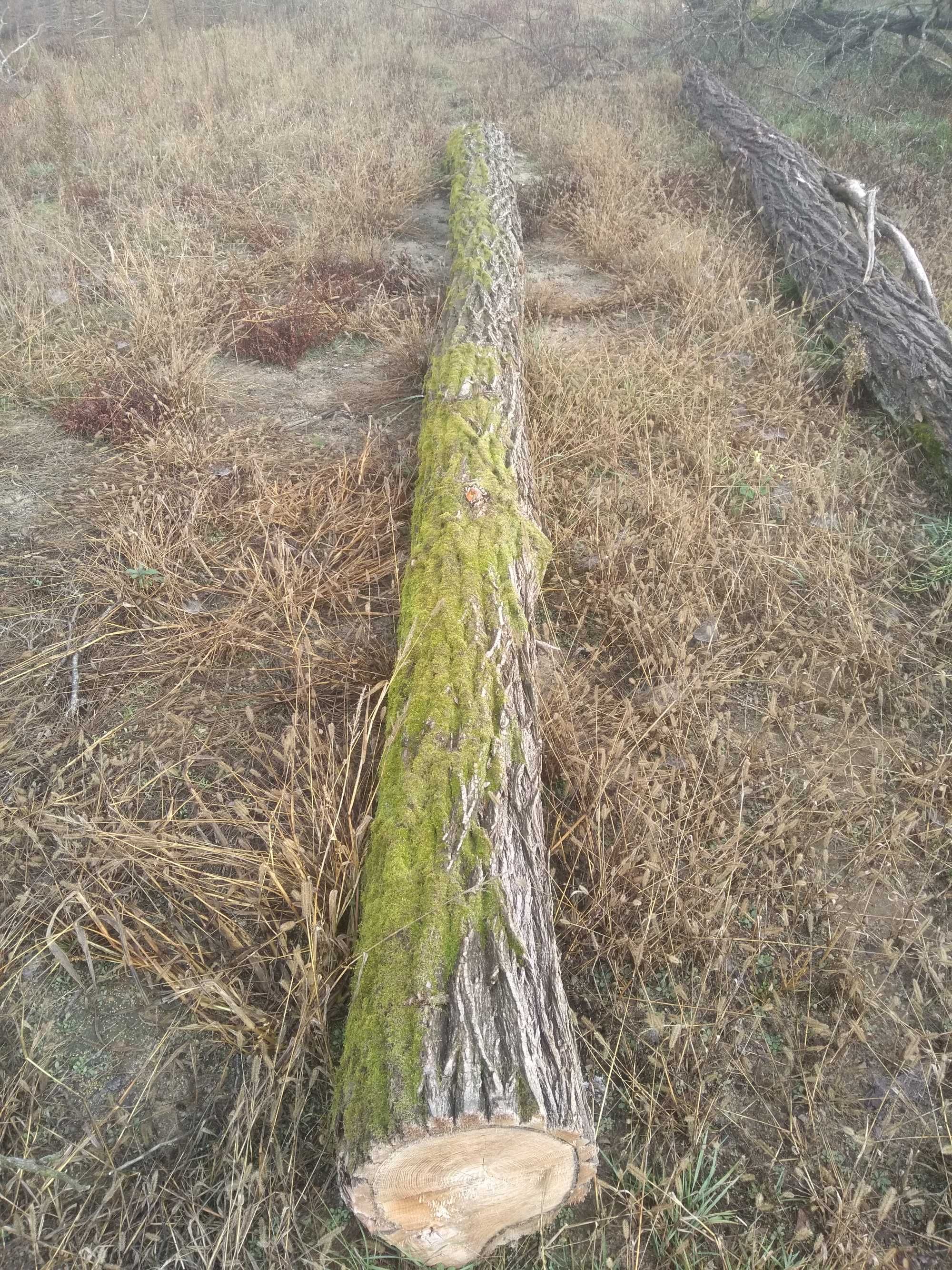 Akacja kłody grube, robinia akacjowa