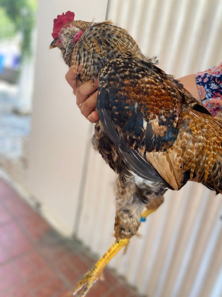 Galo de ovos azuis