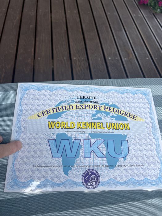 Вязка  злучка коне корсо голубий окрас   гарна родословна