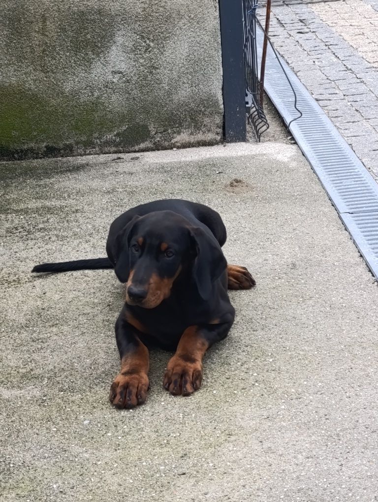 Excelente Dobermann fêmea com lop