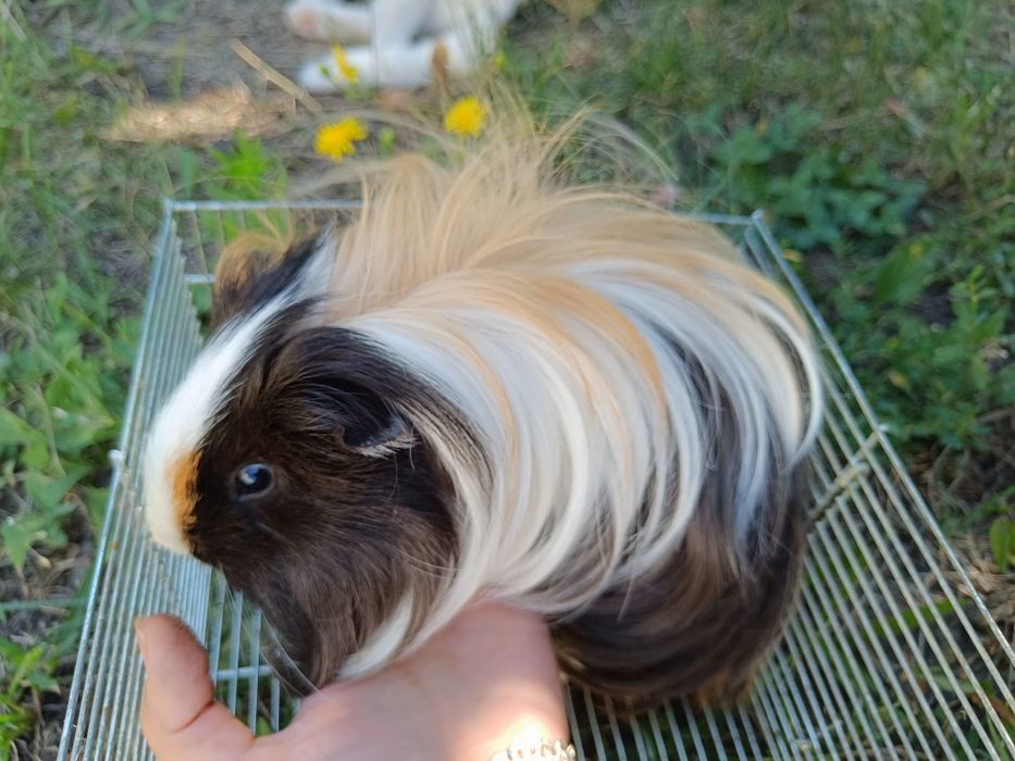 Грызун свинка длинношерстный