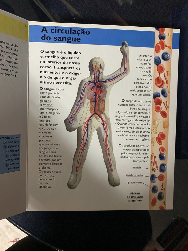 O corpo humano à transparência