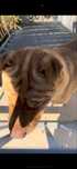 Shar pei para adoção