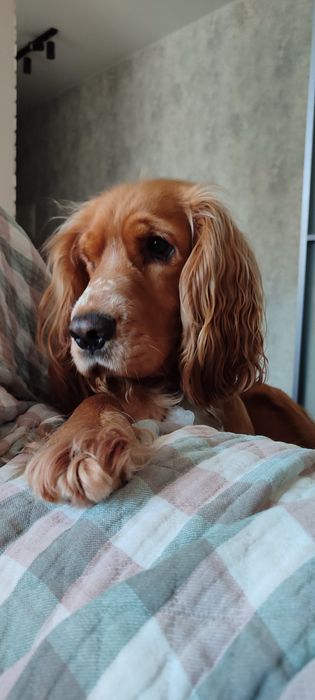 В’язка кабель англійський спаніель 2,5 роки