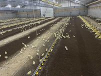 Naturalna ściółka torfowo-wiórowa – frakcja 0-20 mm, baloty 5000L