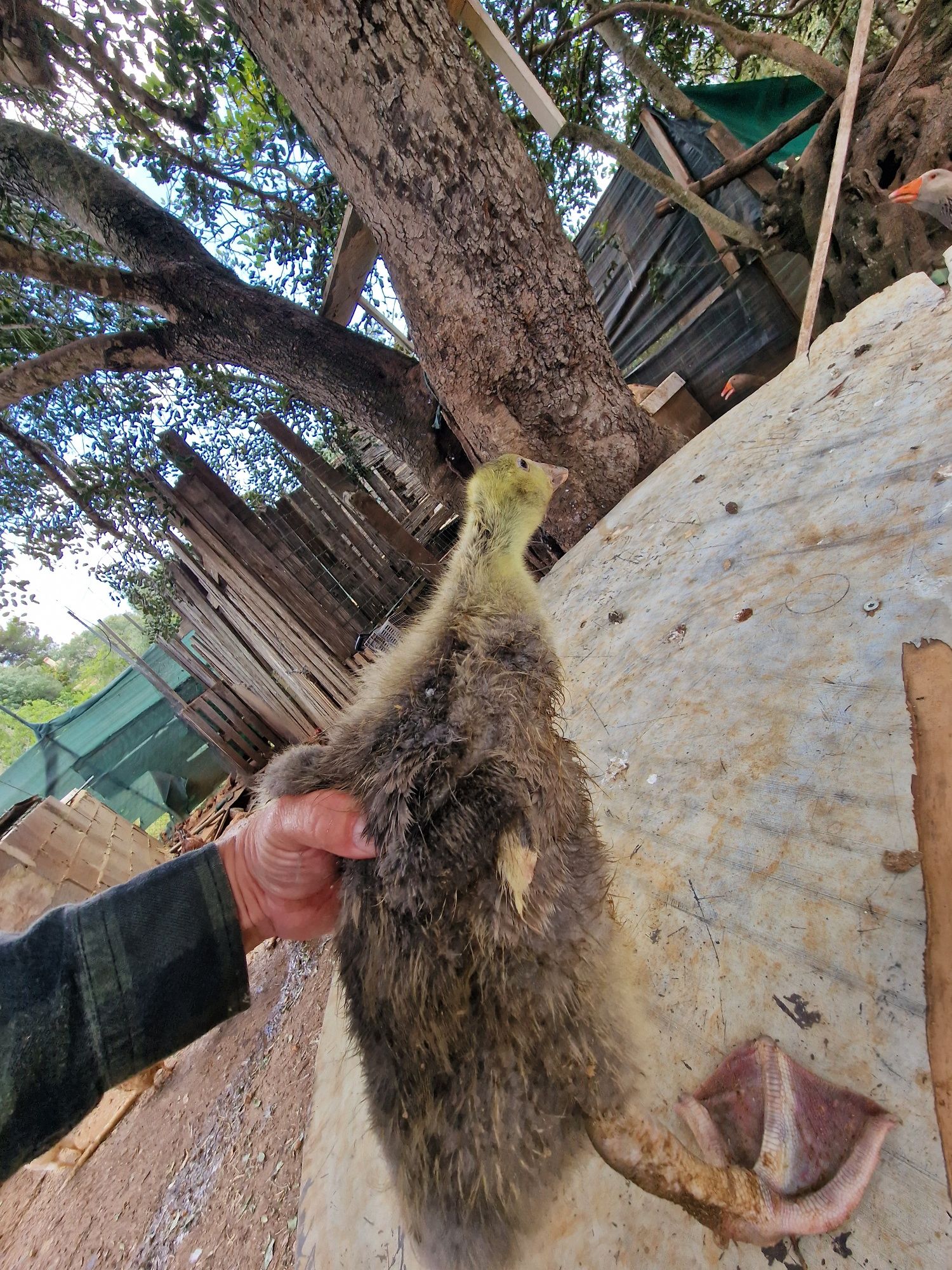 Pintos de Gansos de Toulouse