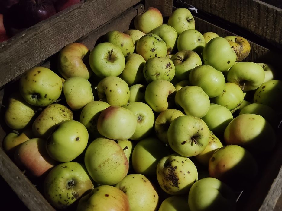 Jabłka Bojken Bojkin, niepryskane w ogóle