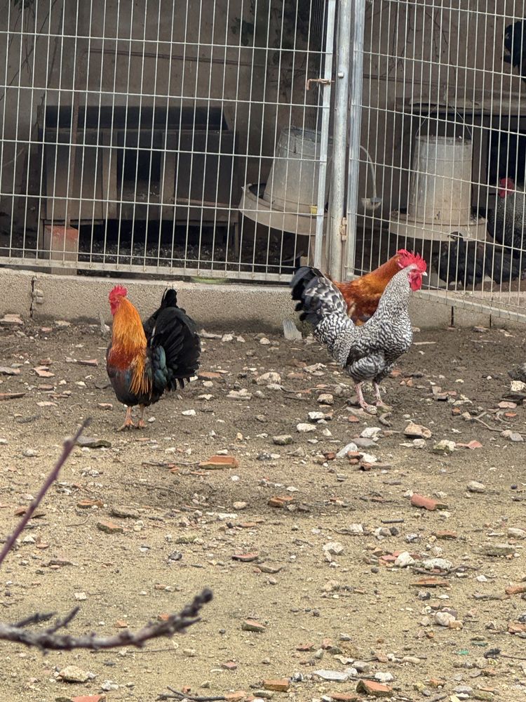 Galos e galinhas de varias cores