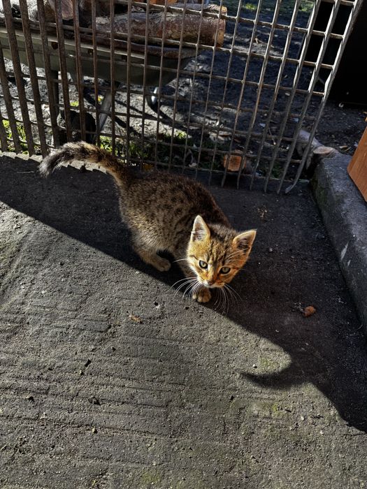 Mlody kociak szuka kochajacego domu