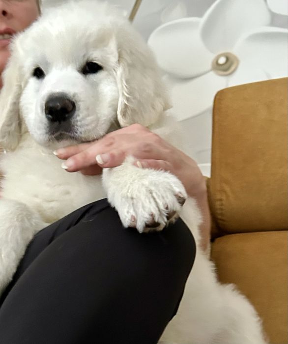 Dostępny Polski Owczarek Podhalański ZKWP