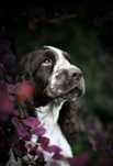 Springer Spaniel Angielski po Zwycięzcy Europy