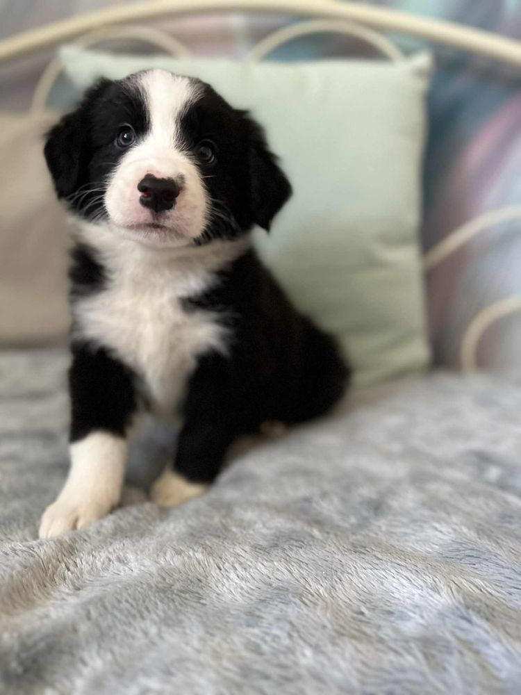 Chłopak rasy  Border Collie