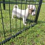 Jack Russell Terrier suczka