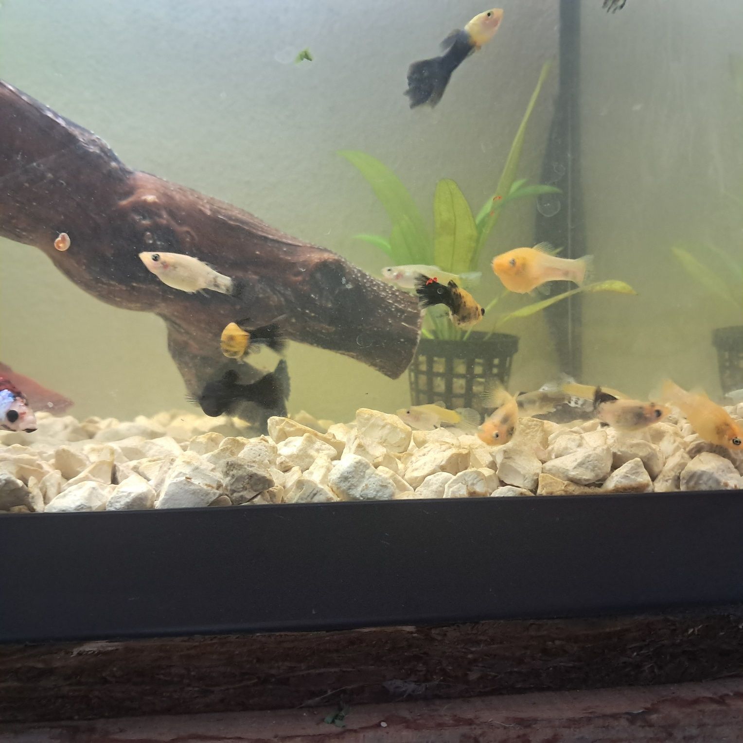 Peixes Mollys  e guppys