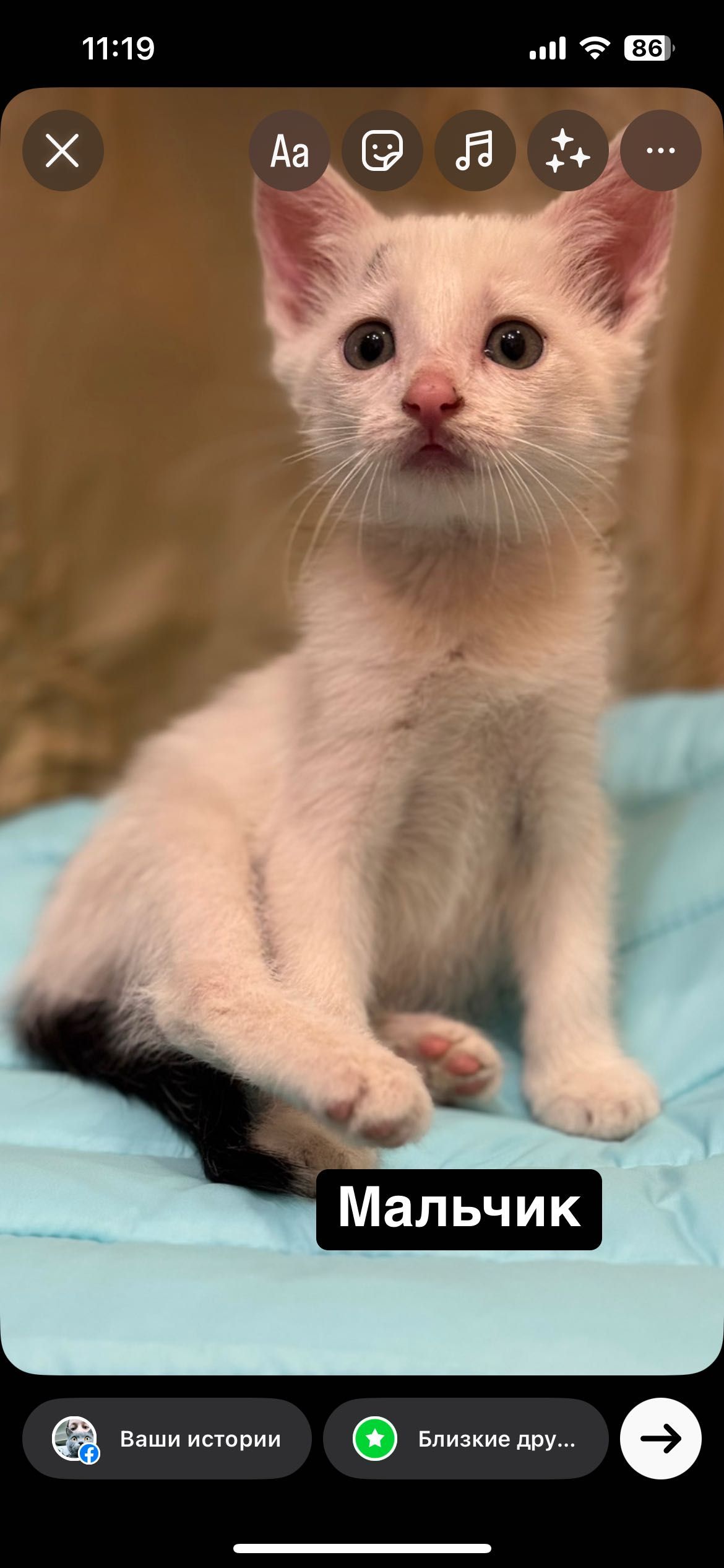 Большой выбор котят