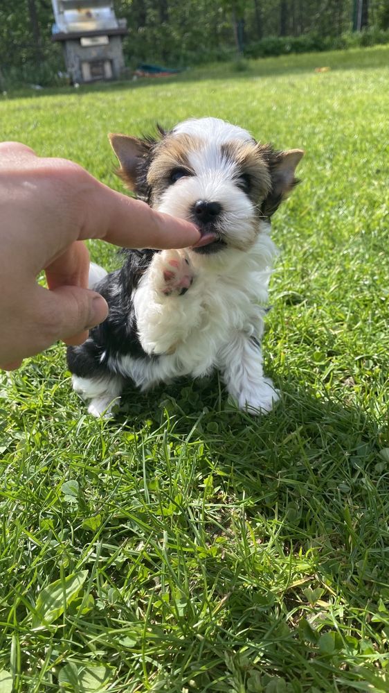 Biewer Yorkshire Terrier