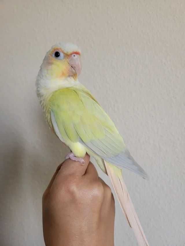 Ring neck bebês, domésticados selvagem