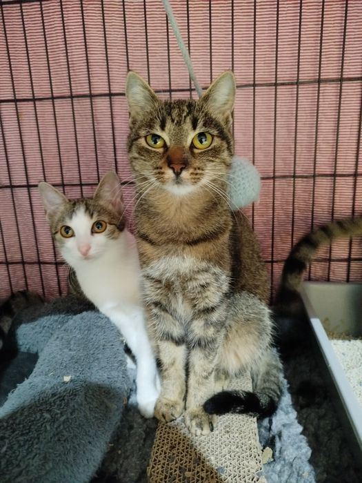 ISKRA szuka kochającego domu