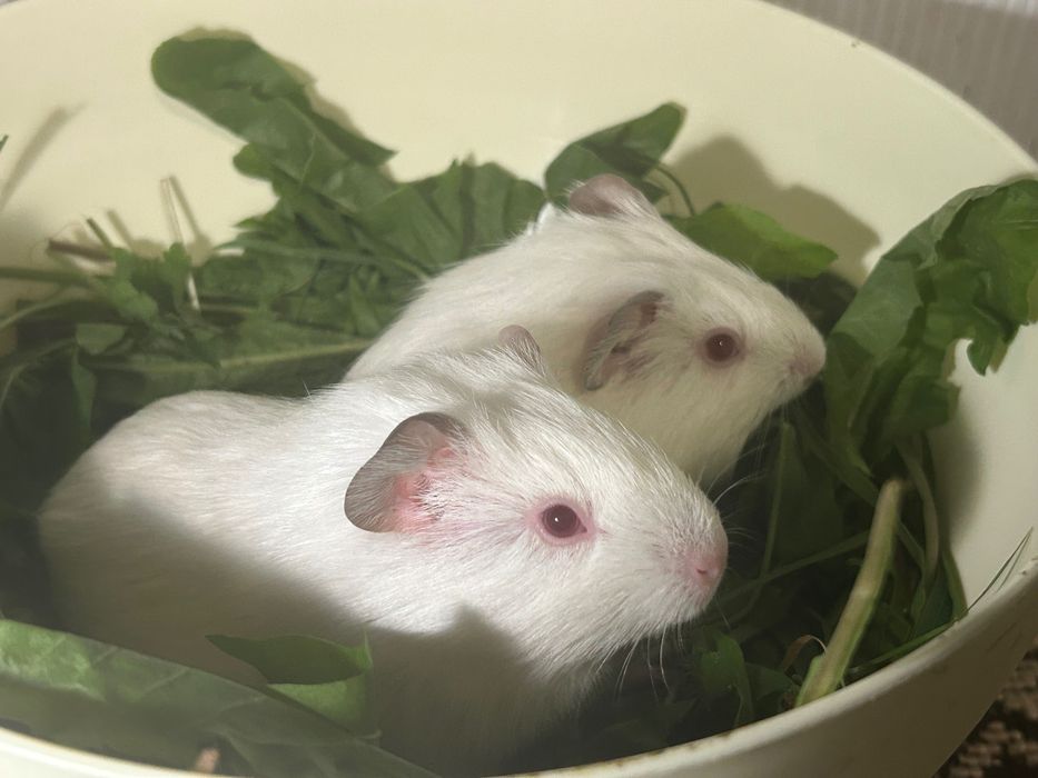Морські свинки білі альбіноси