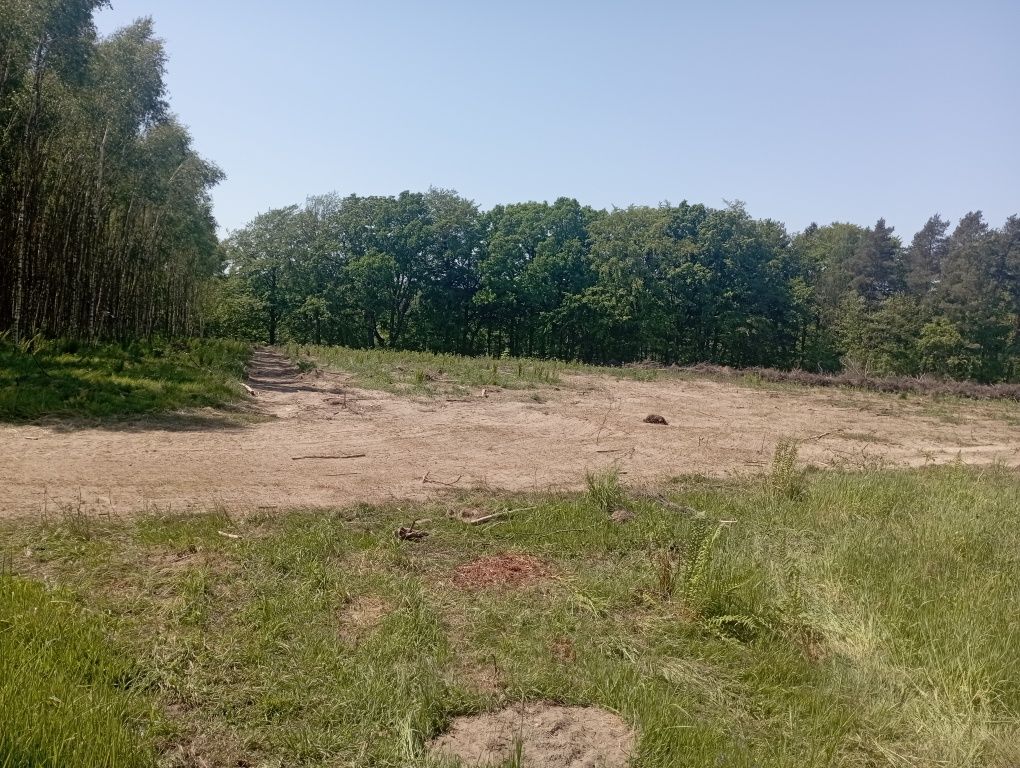 Nieodpłatne usuwanie zadrzewień i zarośli
