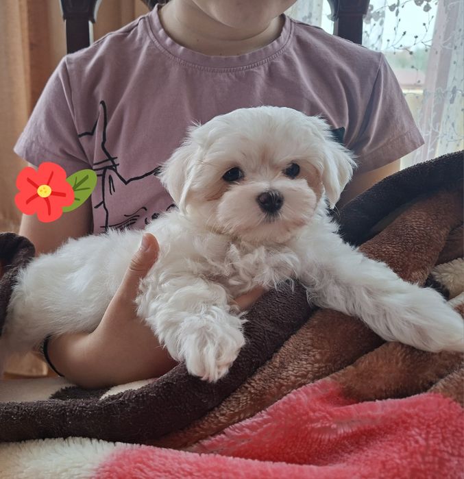 Suczka Maltańczyk z rodowodem FCI