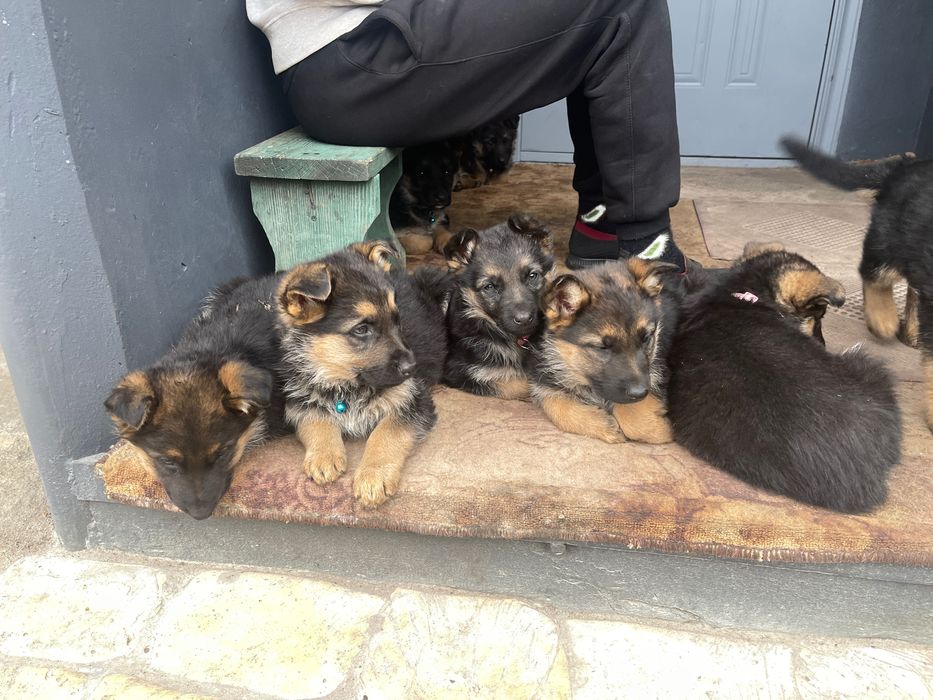 Німецька вівчарка