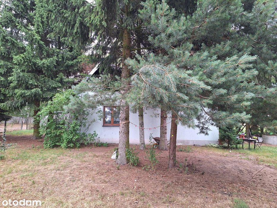 Działka 3800 m² na skraju lasu i dom do odbudowy/adaptacji/wyburzenia