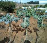 Sementes Couve-Galega (Caldo-Verde) c/ Portes