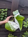 Монстера Альба вариегатная (верхушка)