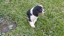 King Charles cavalier macho tricolor