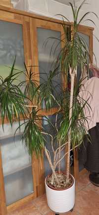 Dracena marginata, roślina pokojowa 1,7m