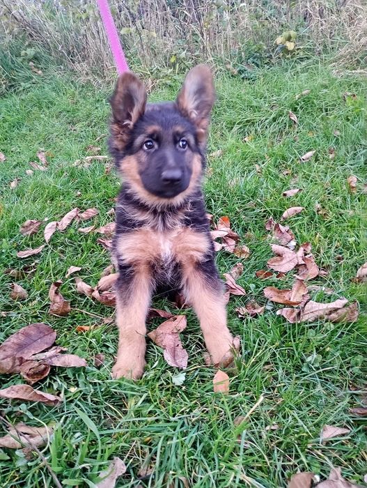 Owczarek Niemiecki SZCZENIAK