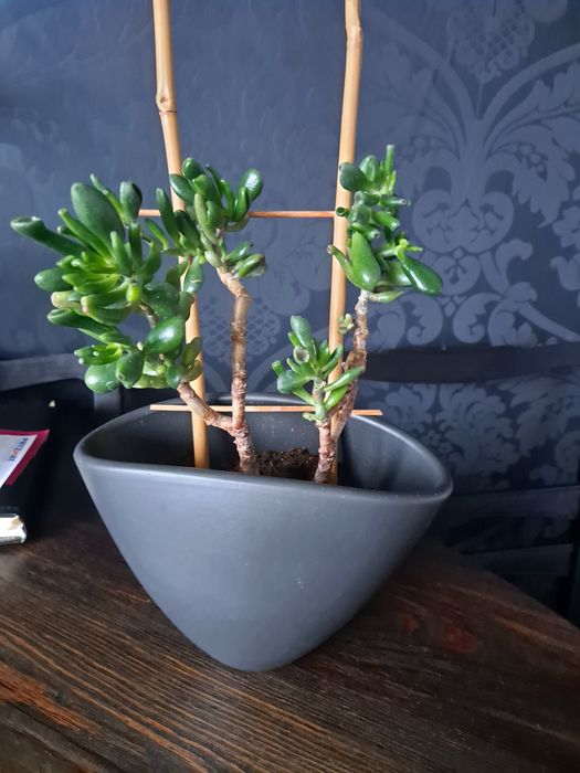 Kwiat hobbit uszy shreka