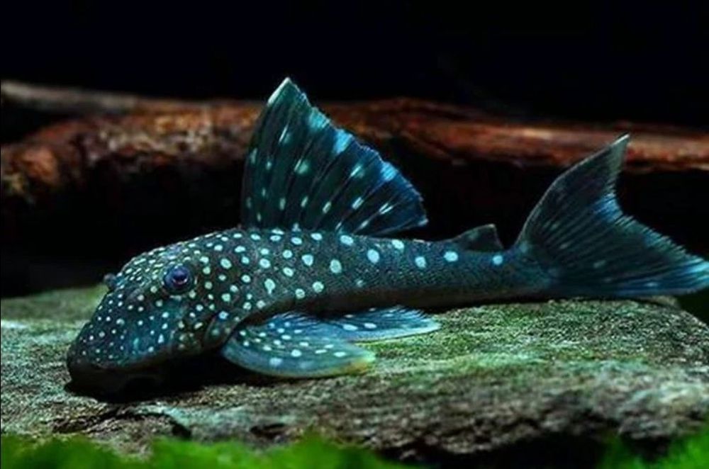 Hemiancistrus L128 blue phantom