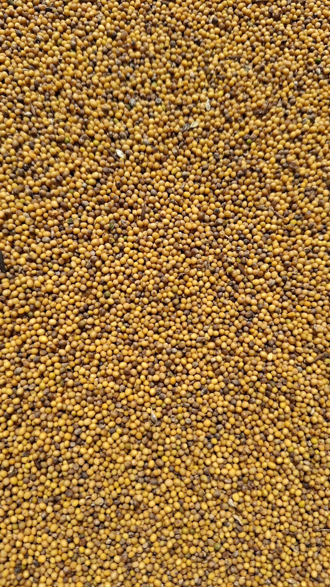 Rzodkiew oleista gorczyca gryka łubin groch facelia słonecznik sorgo