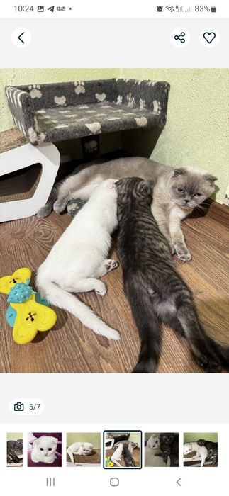 Вислоухая девочка белая