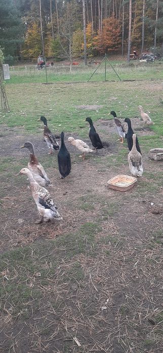 Sprzedam kaczki i kaczory biegusów indyjskich