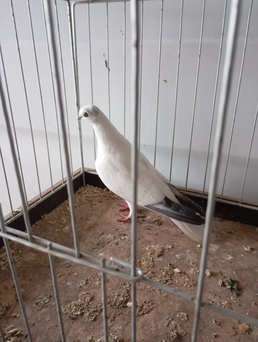 Bocian budapesztański