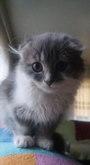 Віддам вісловухе кошеня