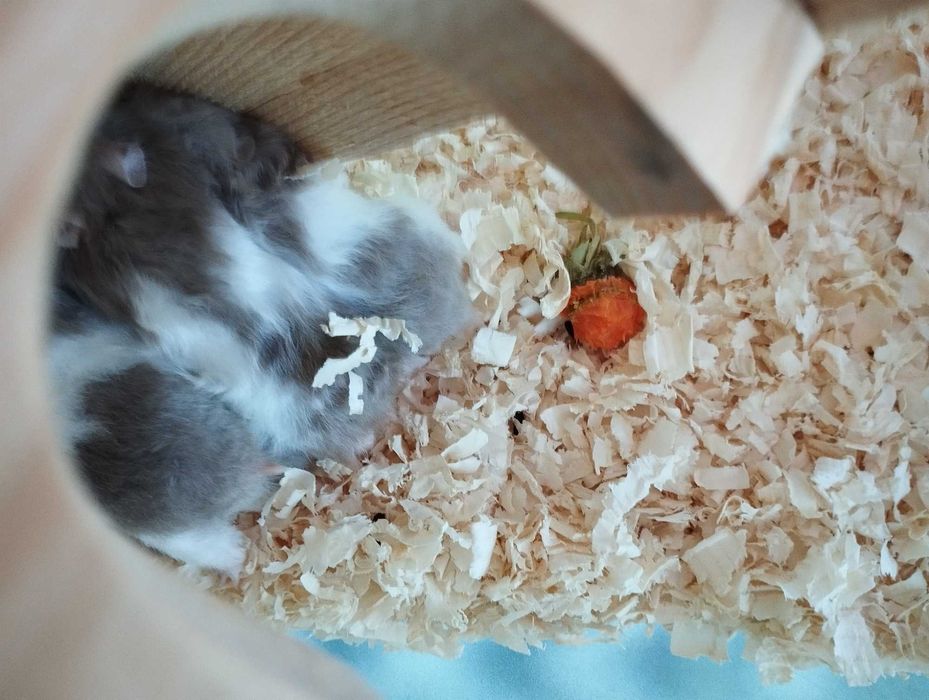 Młodziutki chomik syryjski 4tygodnie z klatką 3 poziomową i wyposażeni