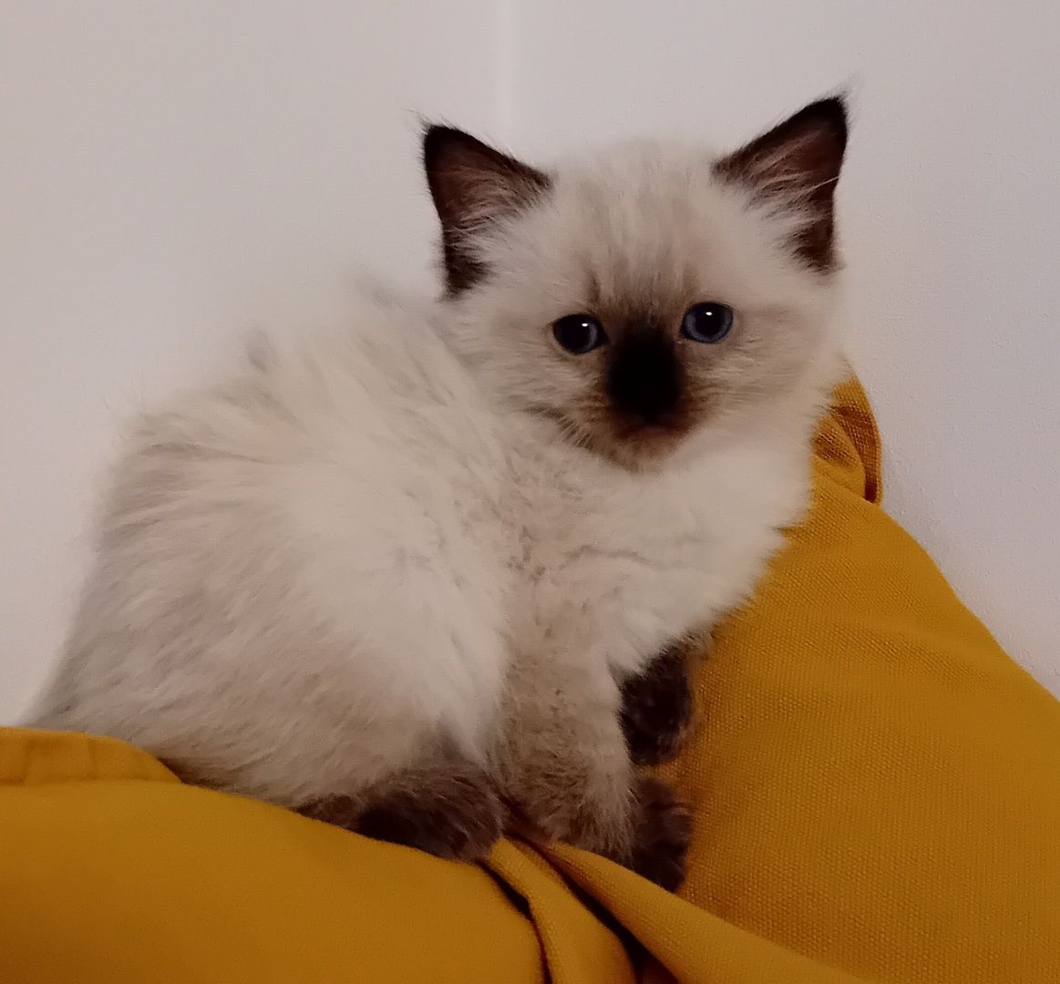 Piękna kotka Ragdoll z rodowodem