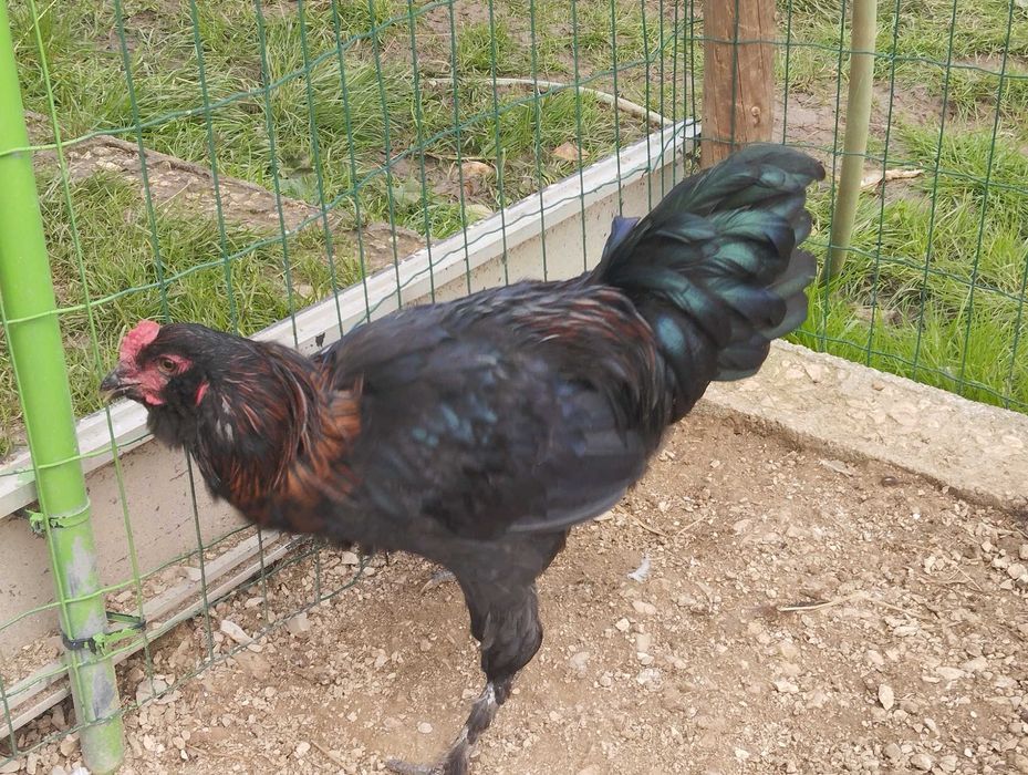 Frango Aroucano preto com 9 meses
