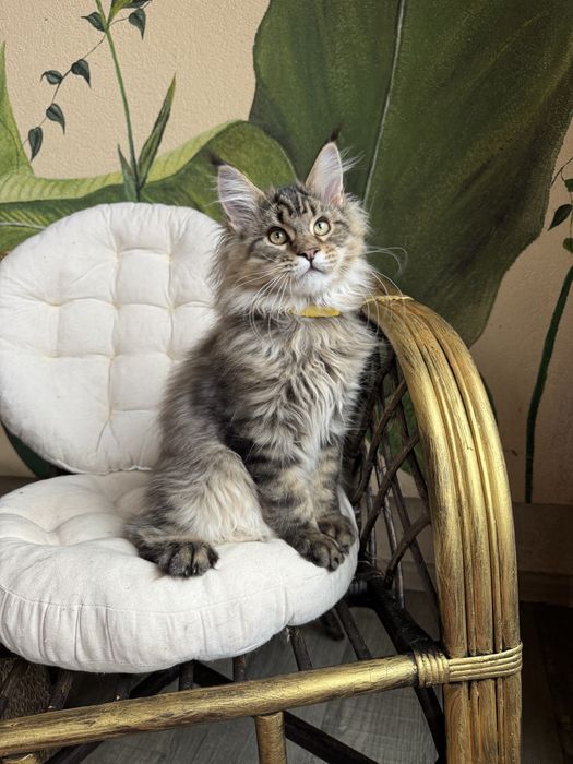 Продається кіт Мейн кун