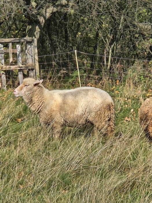 Owca rasy merynos kotna